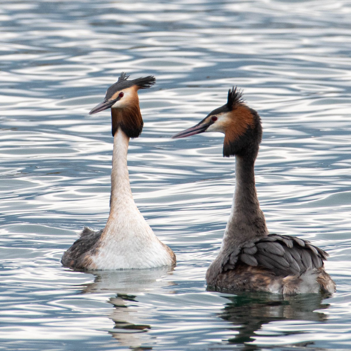 Great Crested Grebe - ML547584351