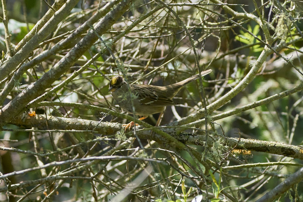 Golden-crowned Sparrow - ML547586171
