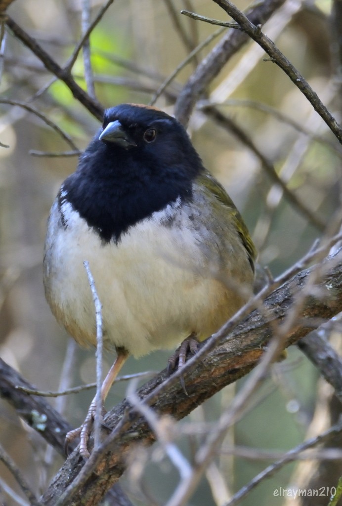 Spotted x Collared Towhee (hybrid) - ML547586231