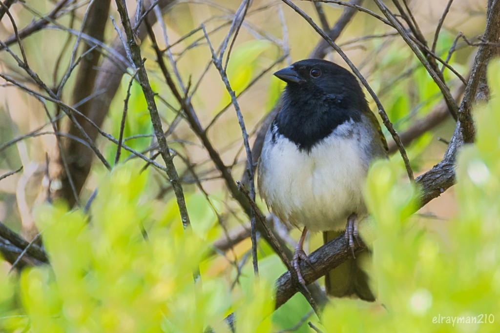 Spotted x Collared Towhee (hybrid) - ML547586241