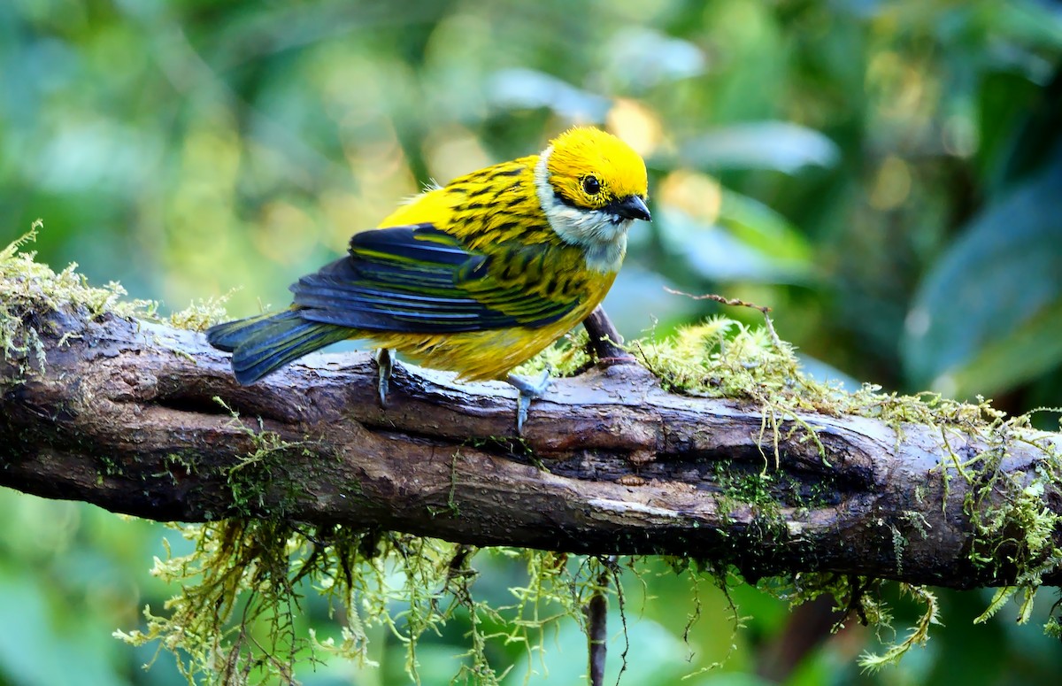 Silver-throated Tanager - ML547587021