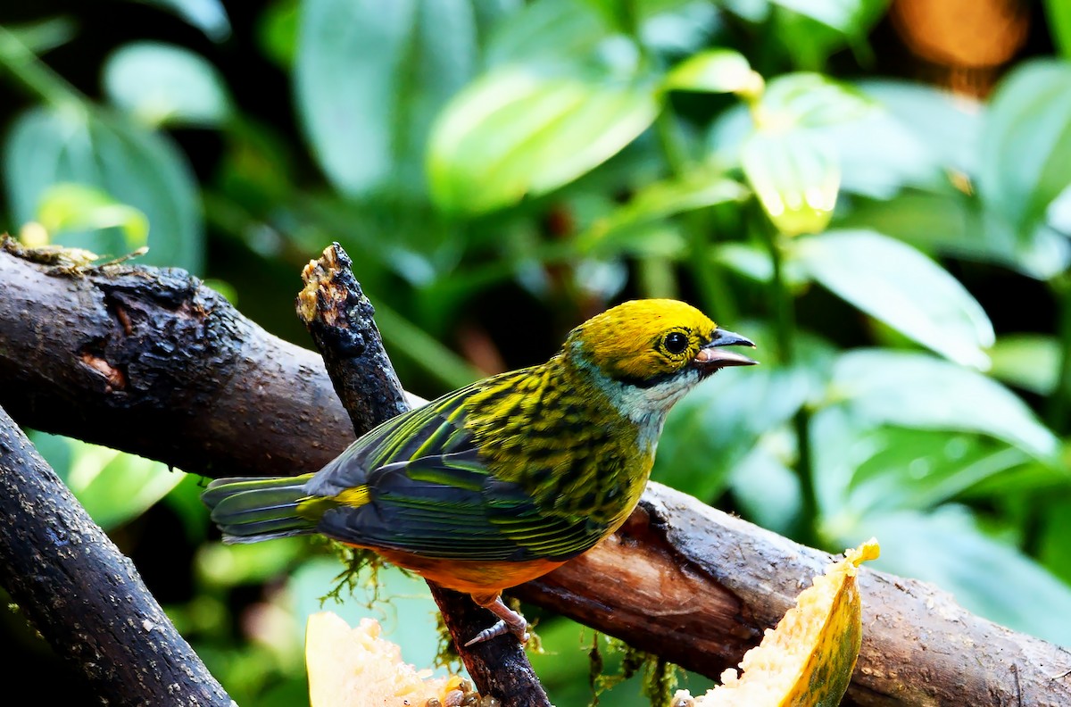 Silver-throated Tanager - ML547587071