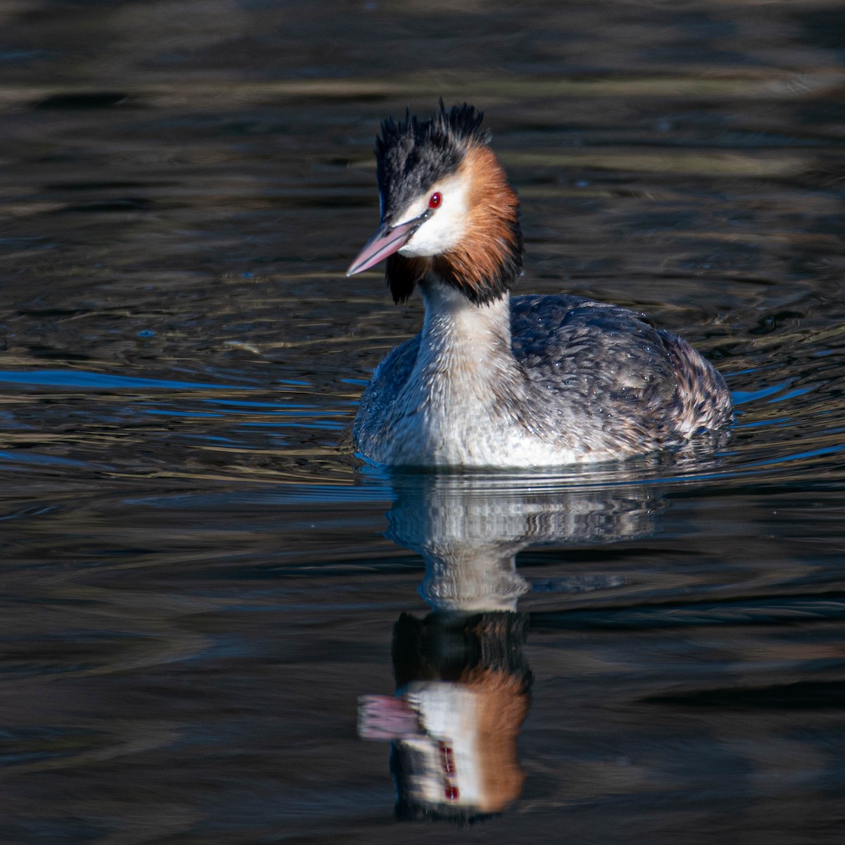Great Crested Grebe - ML547587731
