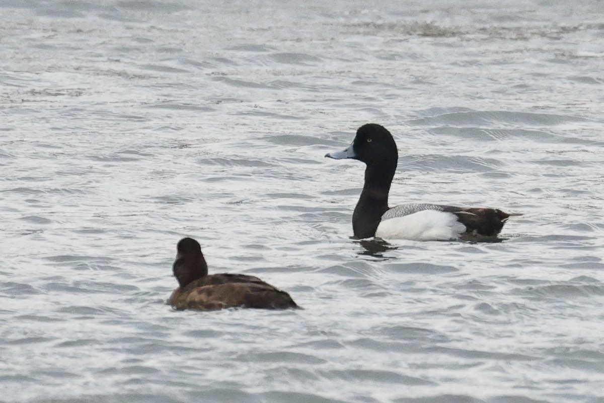 Greater Scaup - ML547588711