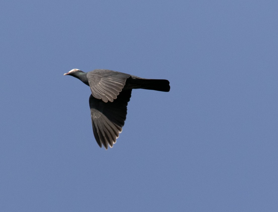 White-crowned Pigeon - Iván Mota