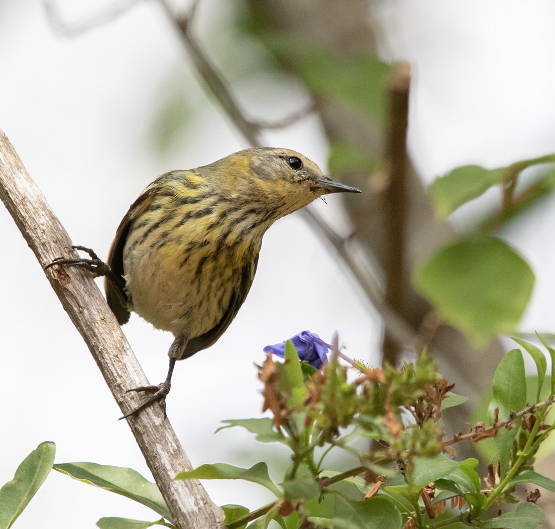 Cape May Warbler - ML547590231