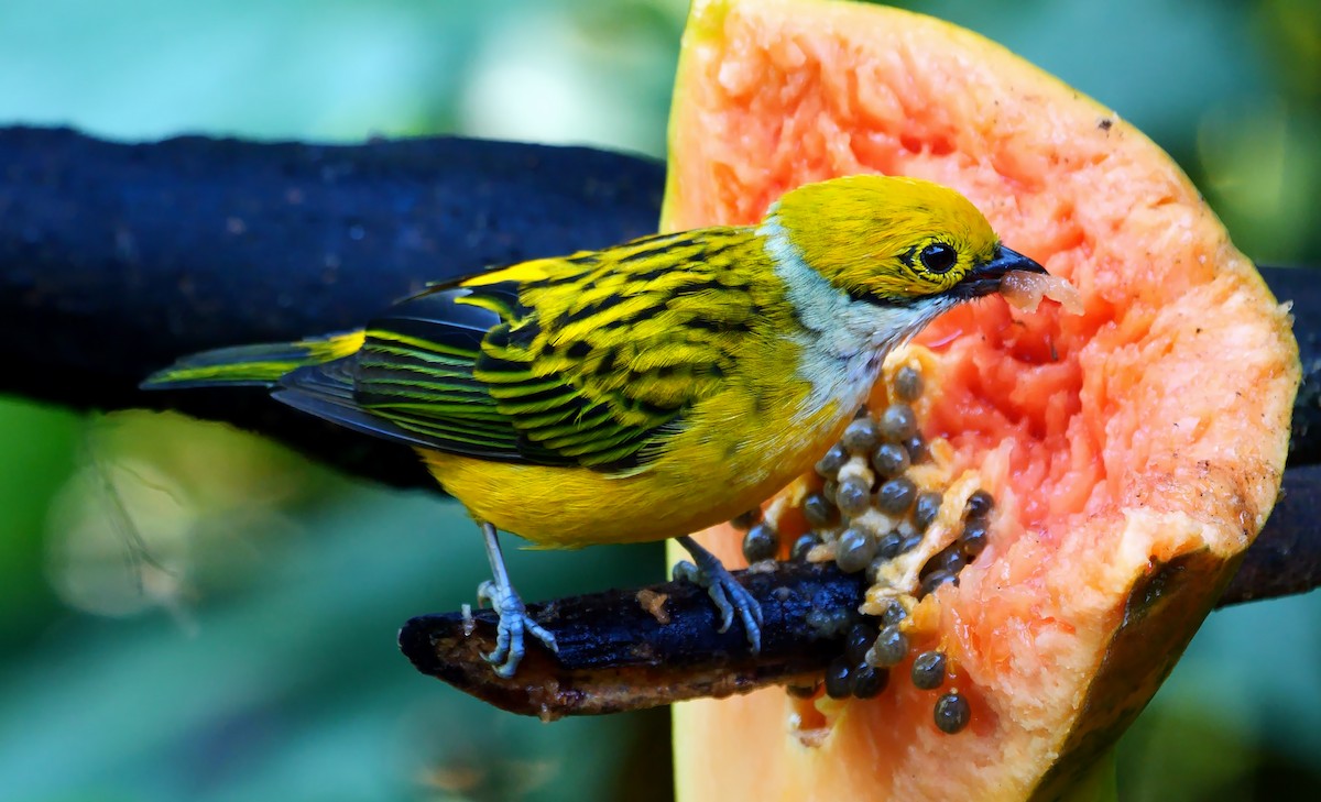 Silver-throated Tanager - ML547590481
