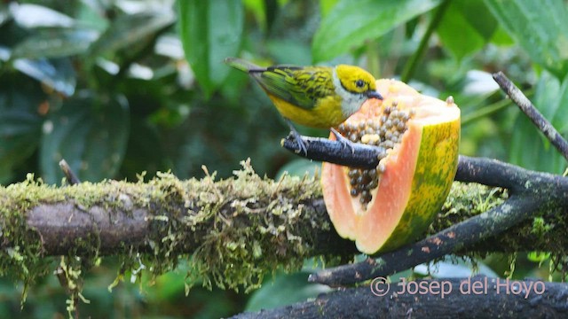 Silver-throated Tanager - ML547596871