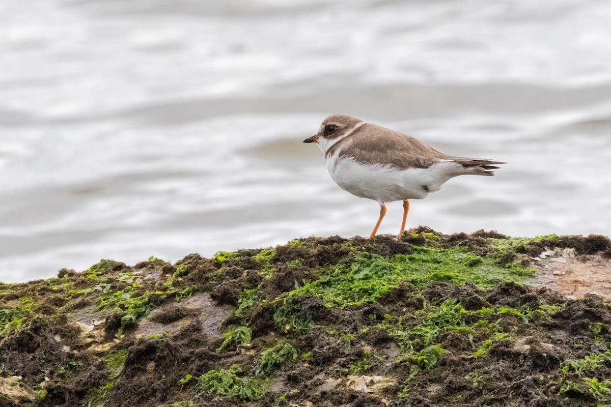Semipalmated Plover - ML547597941