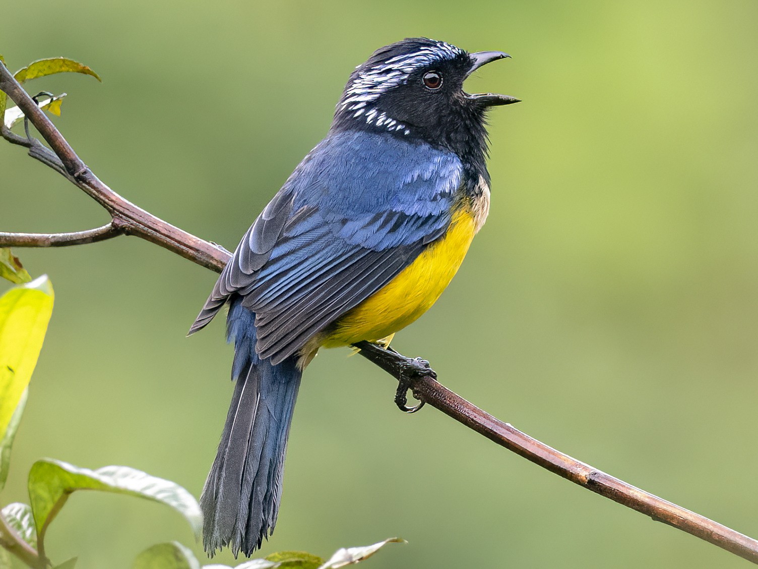 Buff-breasted Mountain Tanager - Andres Vasquez Noboa