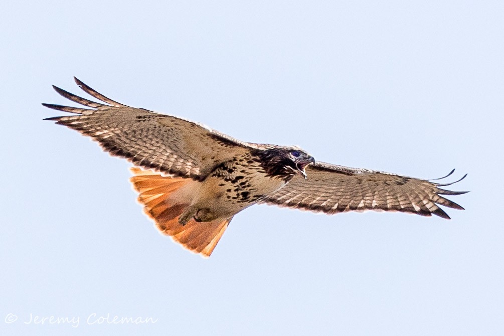 Red-tailed Hawk - Jeremy Coleman