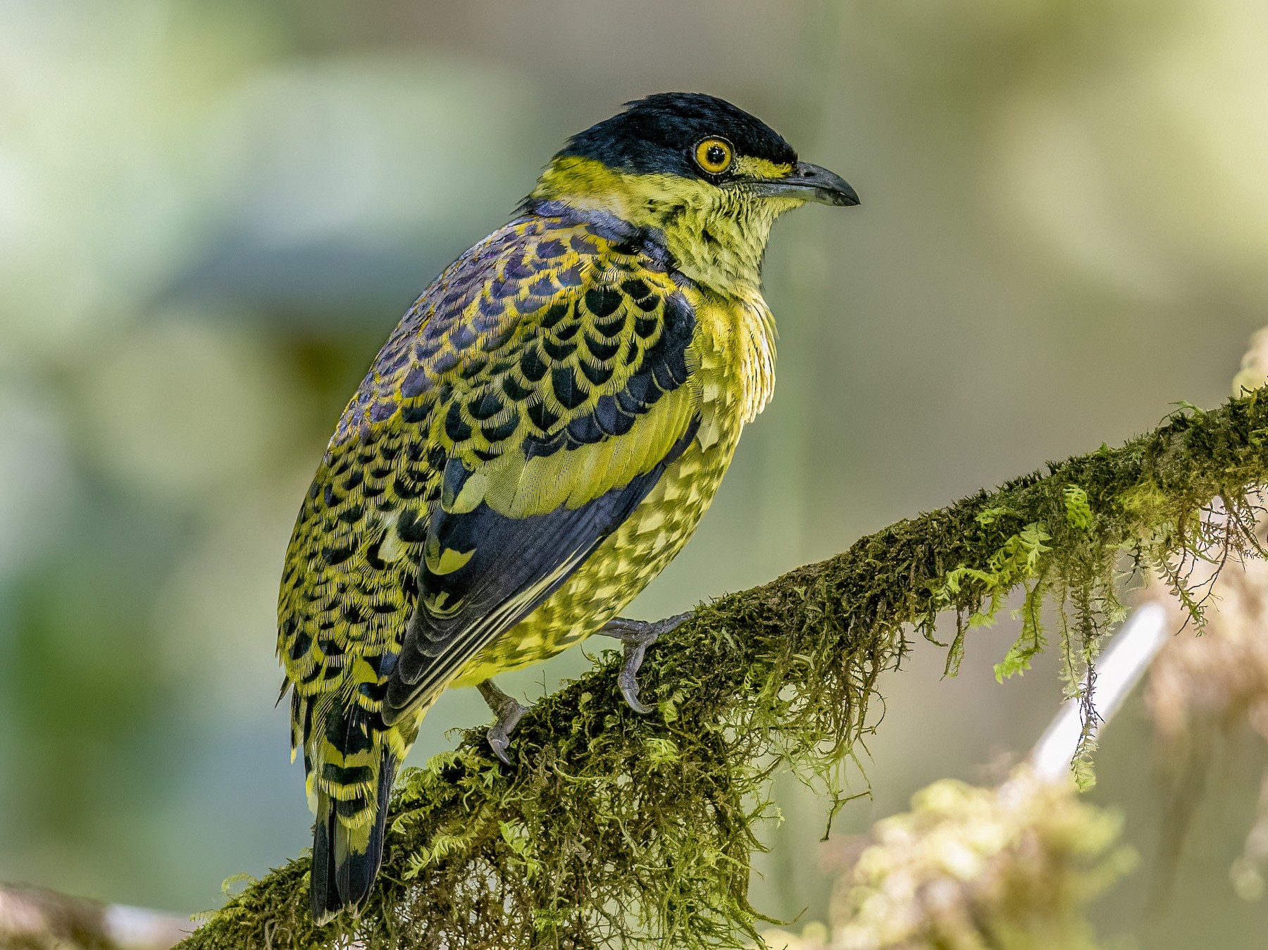 Scaled Fruiteater - eBird