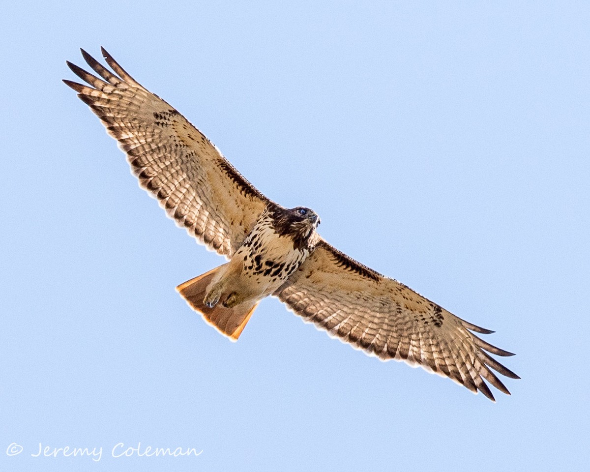 Red-tailed Hawk - Jeremy Coleman