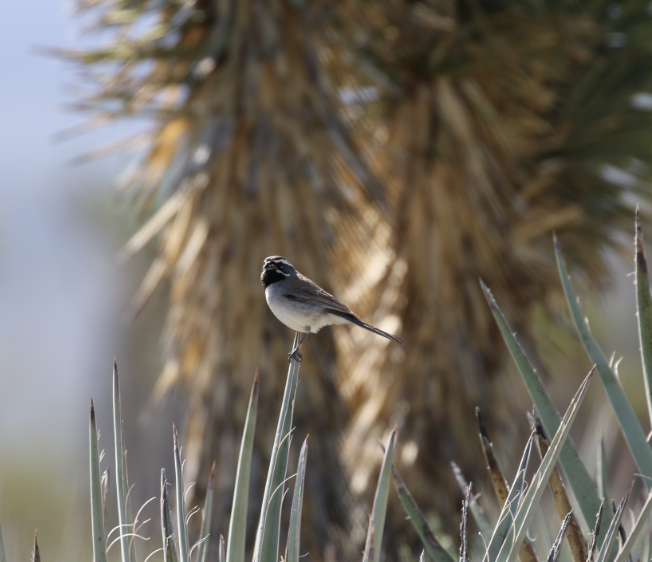 Black-throated Sparrow - ML54760121