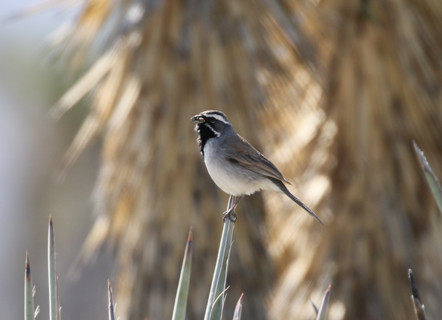 Black-throated Sparrow - C. Jackson