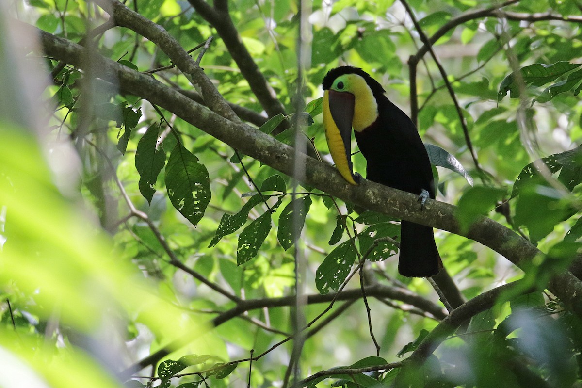 Yellow-throated Toucan (Chestnut-mandibled) - ML54760431