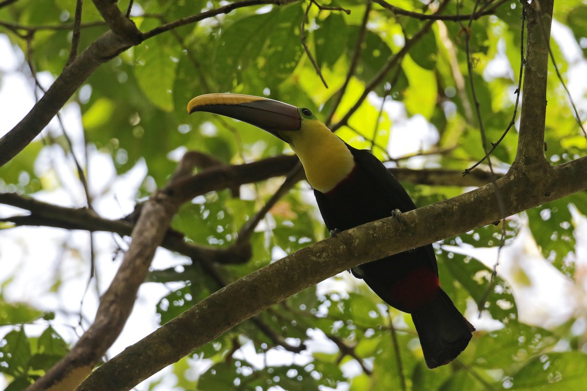 Yellow-throated Toucan (Chestnut-mandibled) - ML54760471