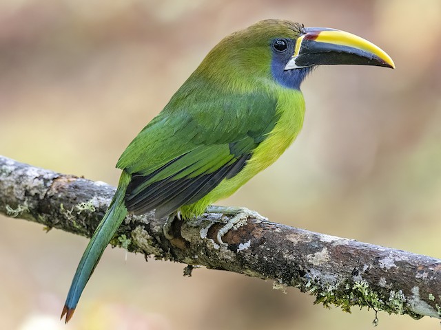 Adult (Blue-throated) - Northern Emerald-Toucanet - 