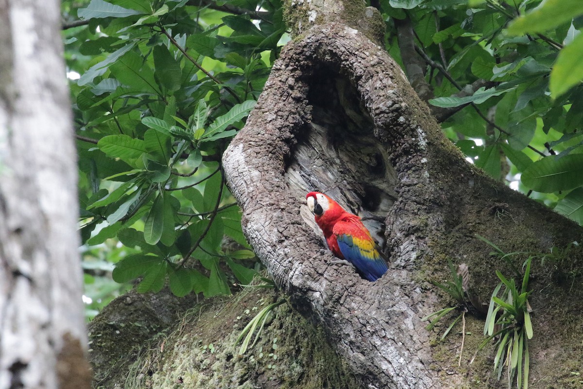 Scarlet Macaw - ML54760571