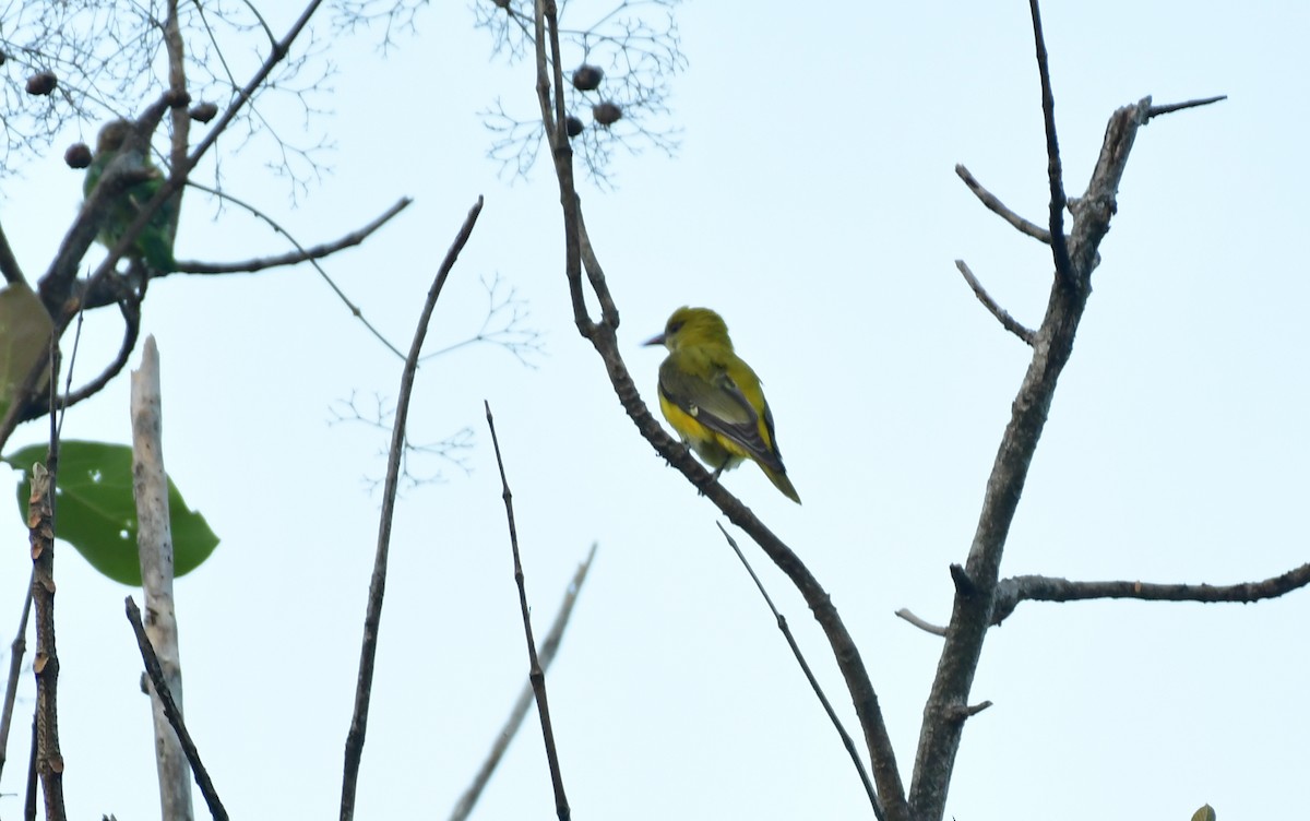 Indian Golden Oriole - ML547605751