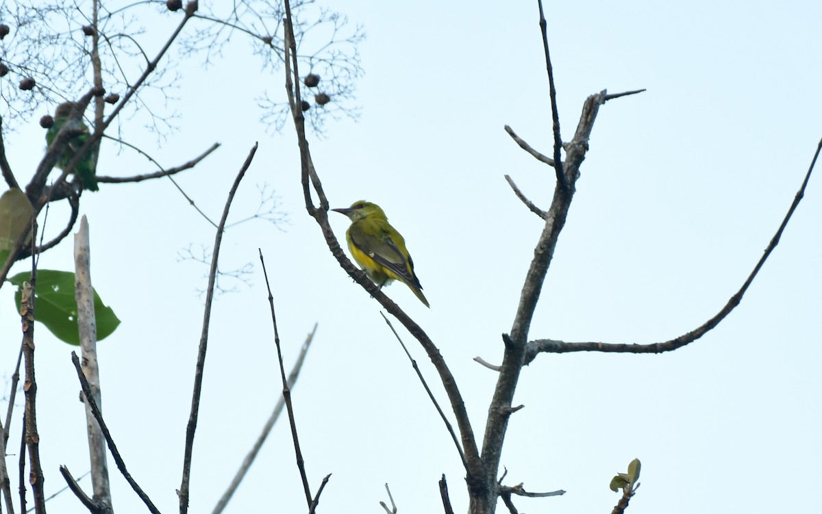 Indian Golden Oriole - ML547605761