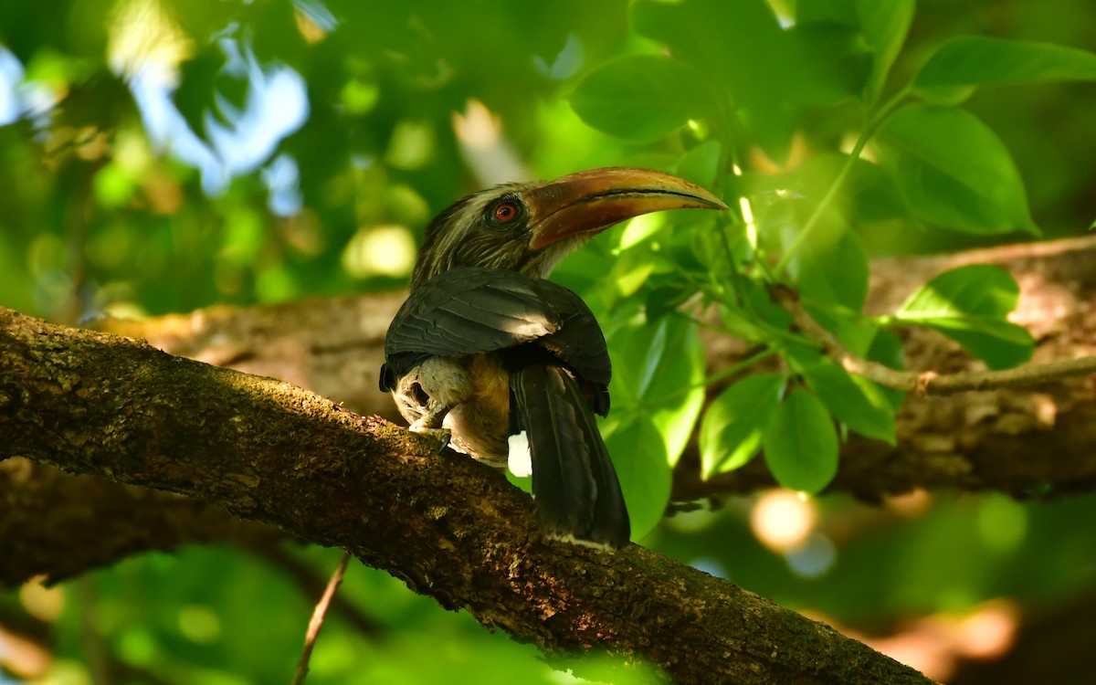 Malabar Gray Hornbill - ML547605941