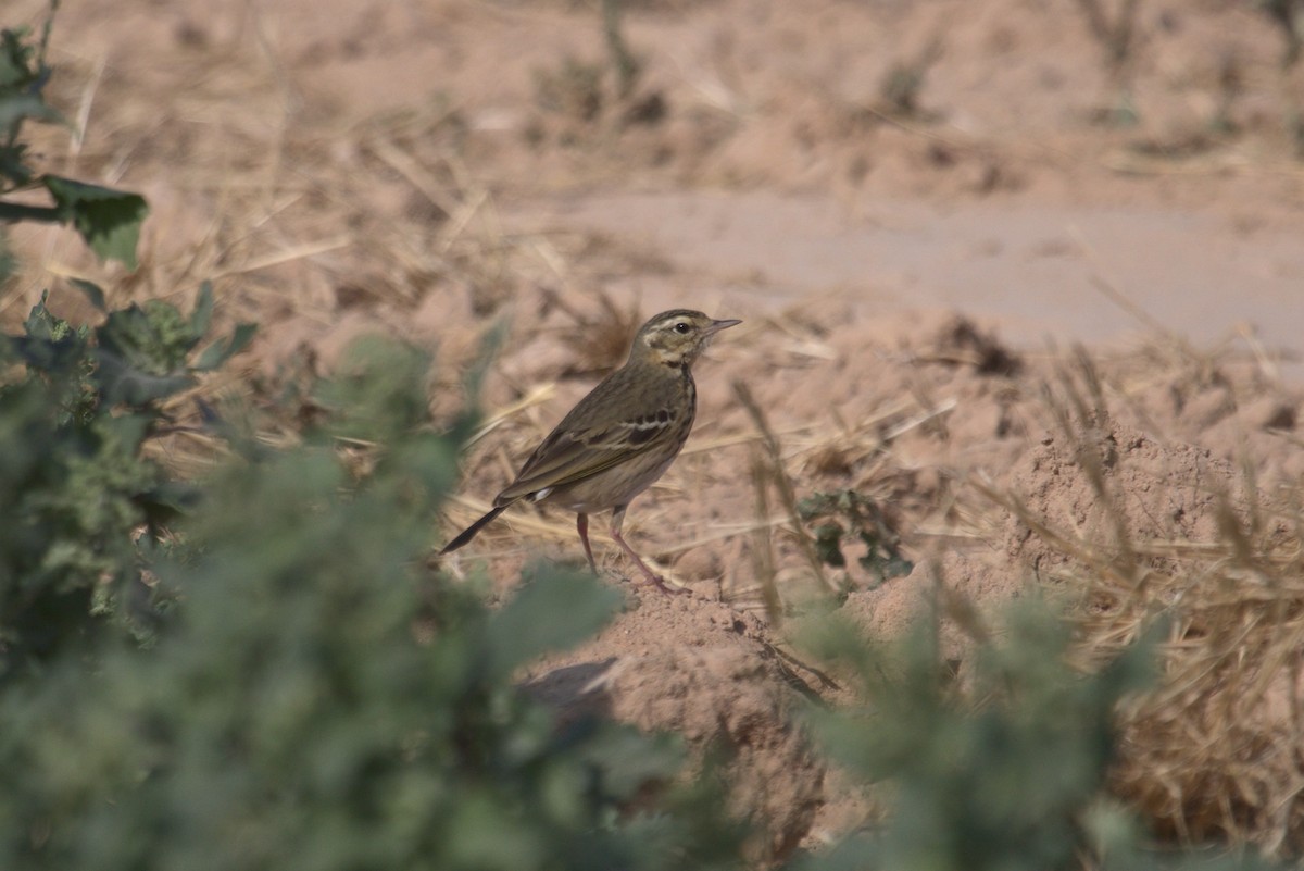 Olive-backed Pipit - ML547606871