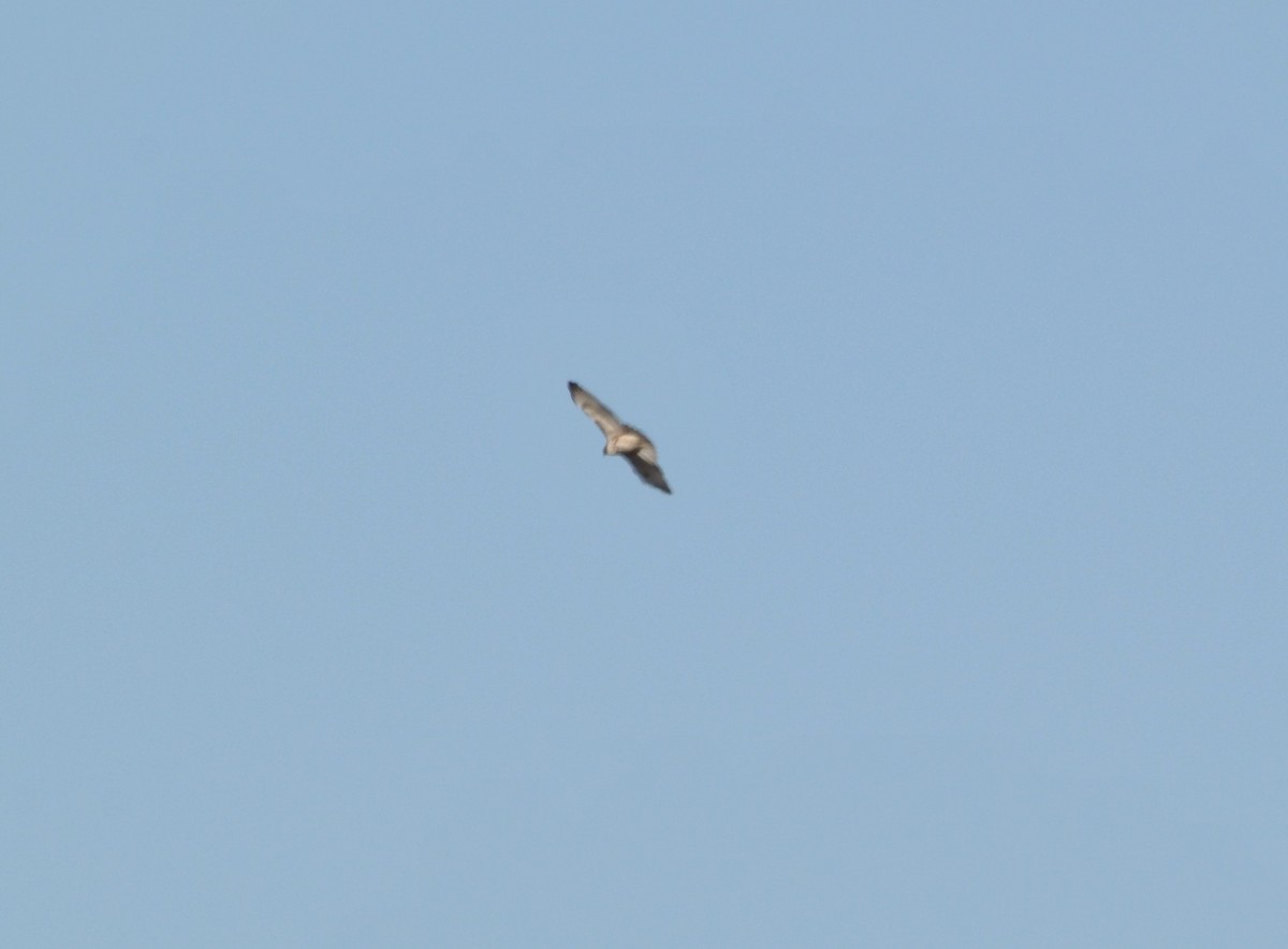 Red-tailed Hawk - ML547608921