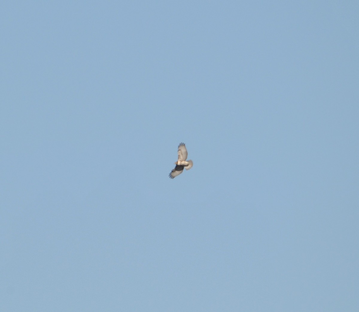 Red-tailed Hawk - ML547608941