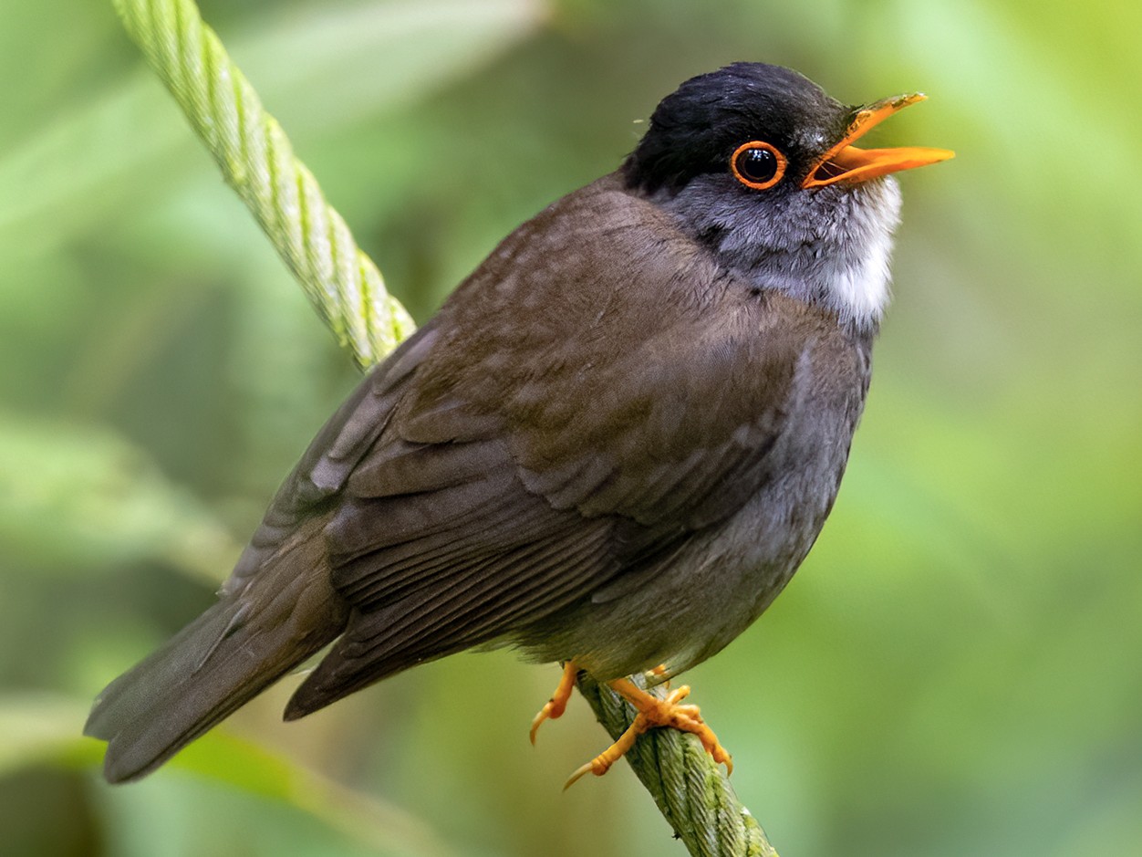 Black-headed Nightingale-Thrush - Andres Vasquez Noboa