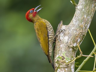  - Rufous-winged Woodpecker