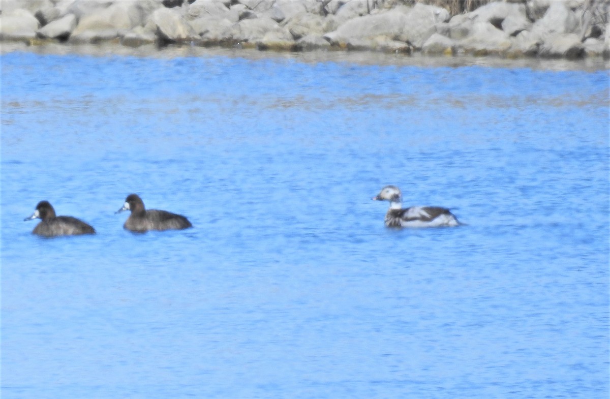 Long-tailed Duck - ML547614841