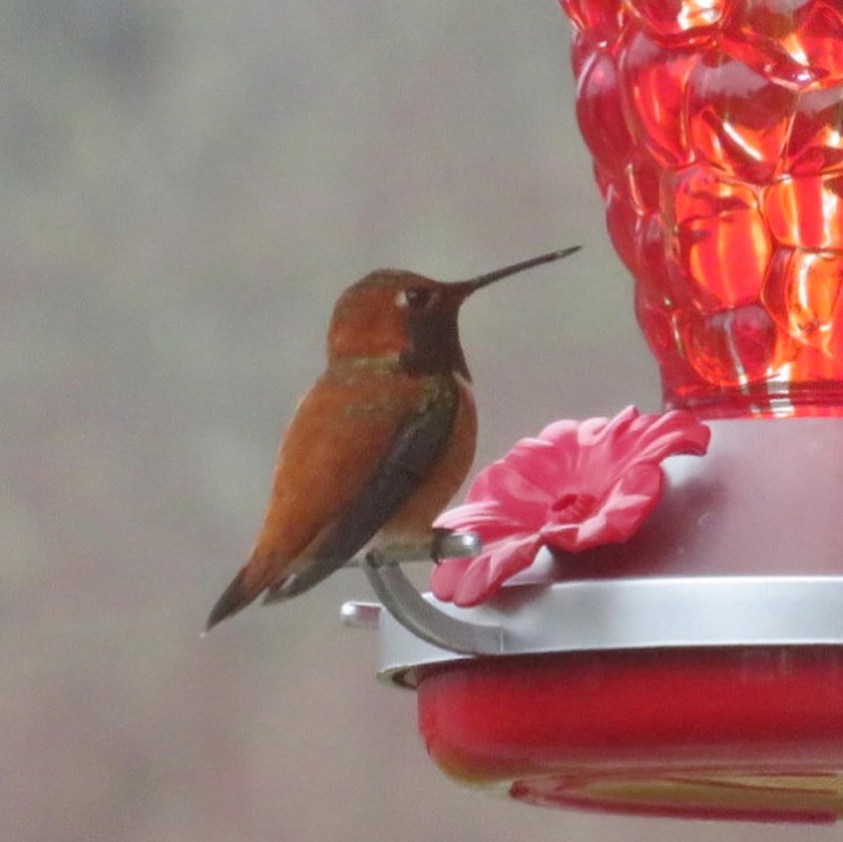 Rufous Hummingbird - ML547615341