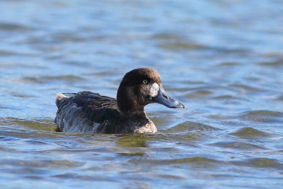 Greater Scaup - Vince Capp