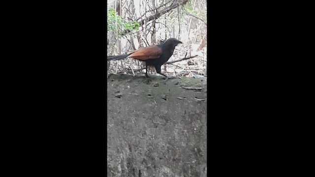 Greater Coucal - ML547619131
