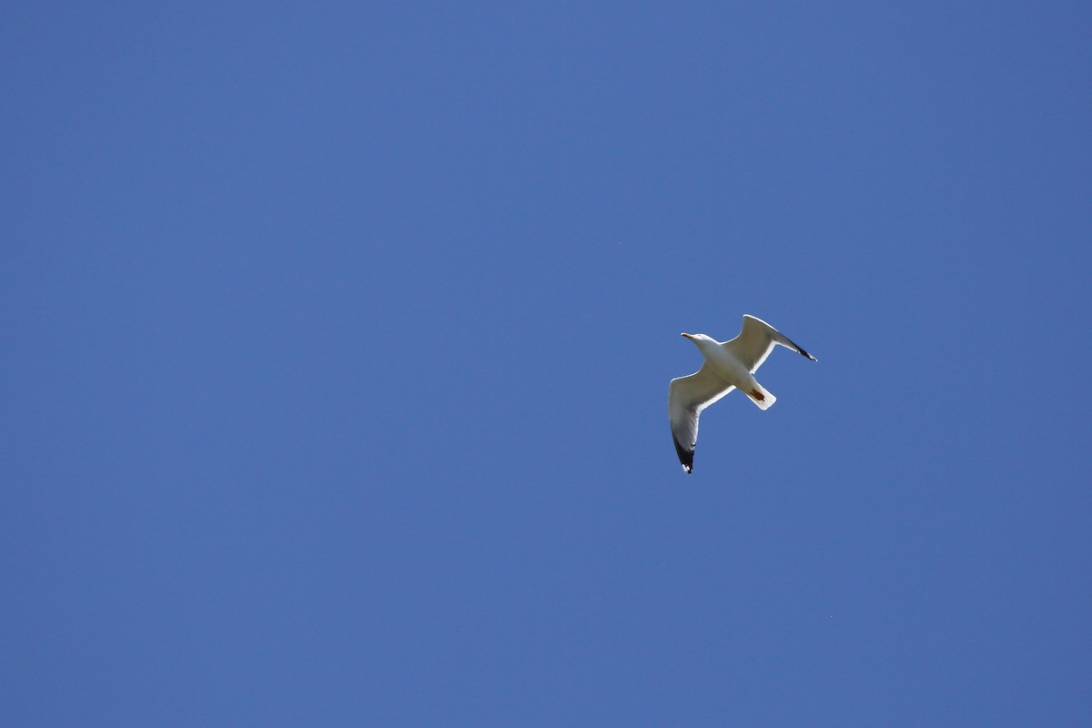 Yellow-legged Gull (michahellis) - ML547624681