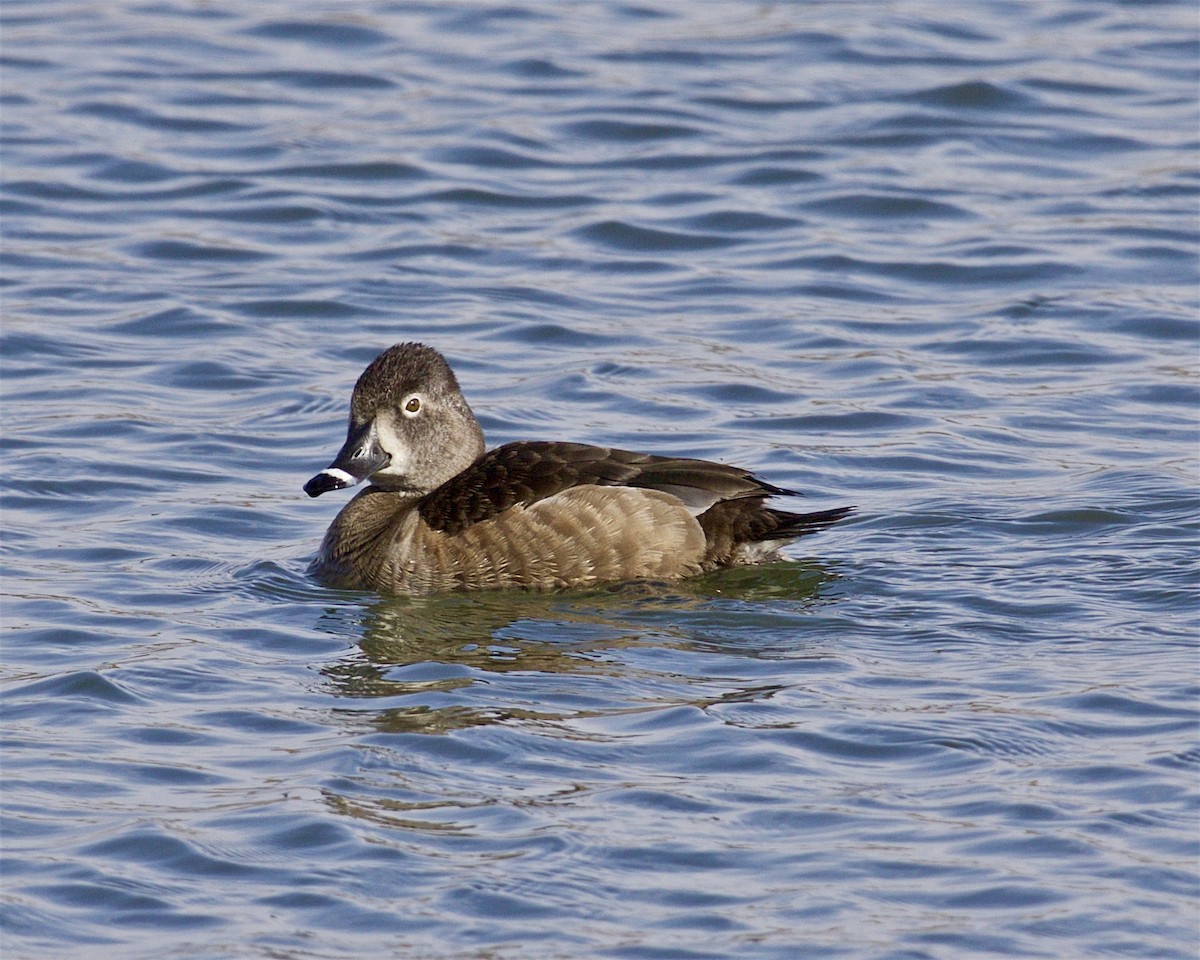 Ring-necked Duck - ML547627111