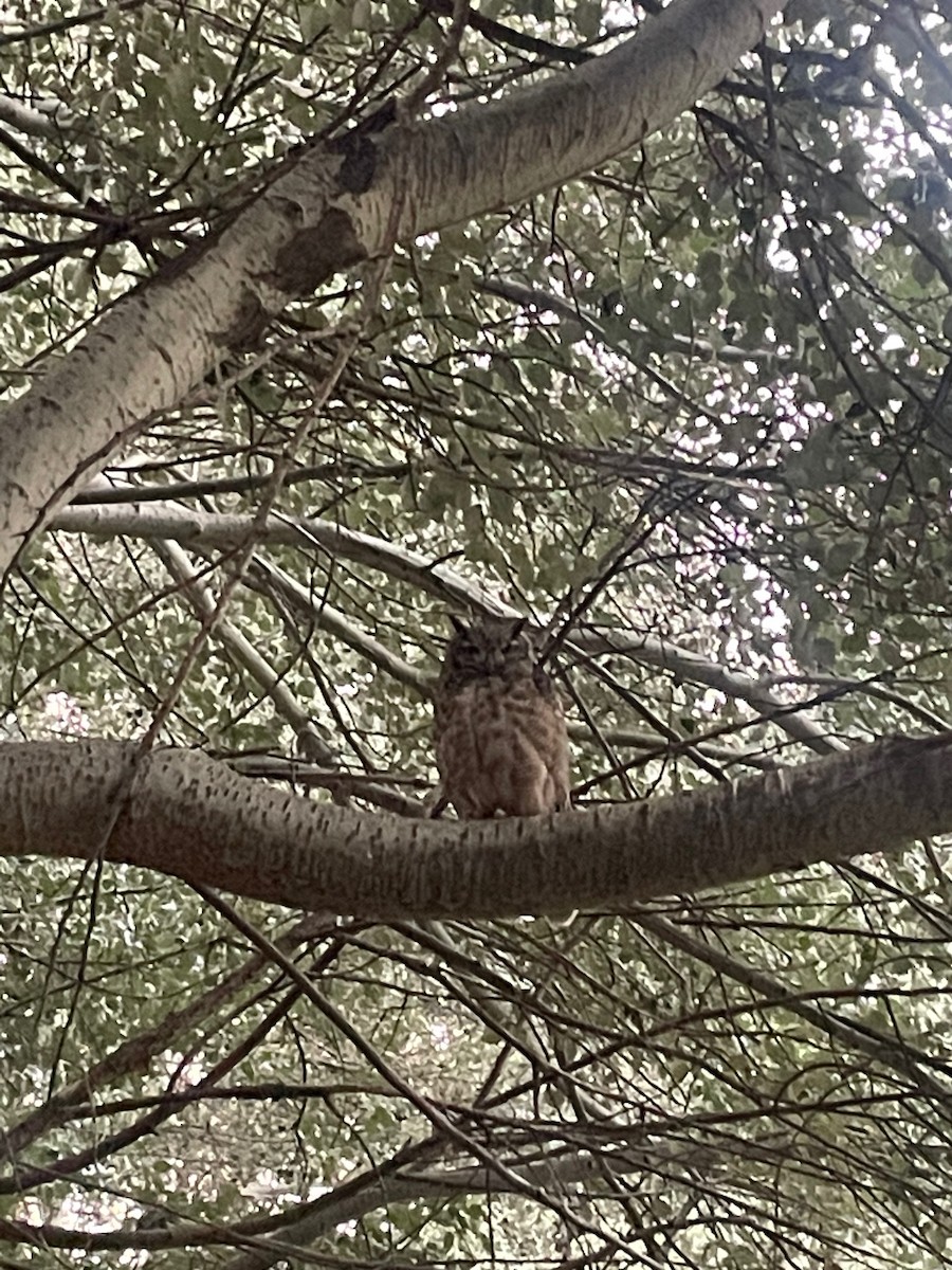 Lesser Horned Owl - ML547627741