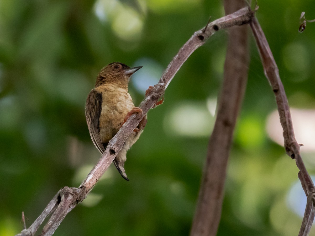 Rusty-necked Piculet - ML547629371