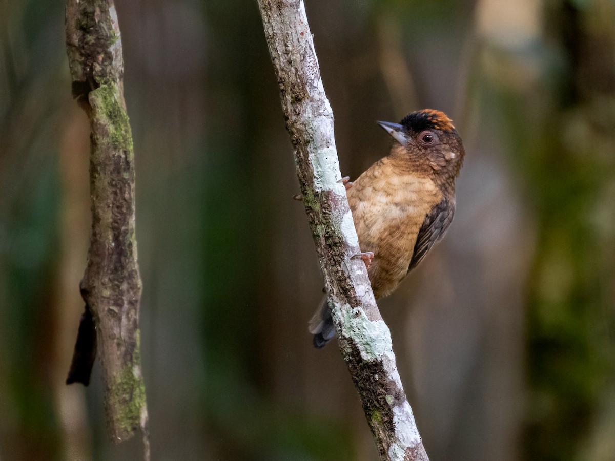 Rusty-necked Piculet - ML547629381