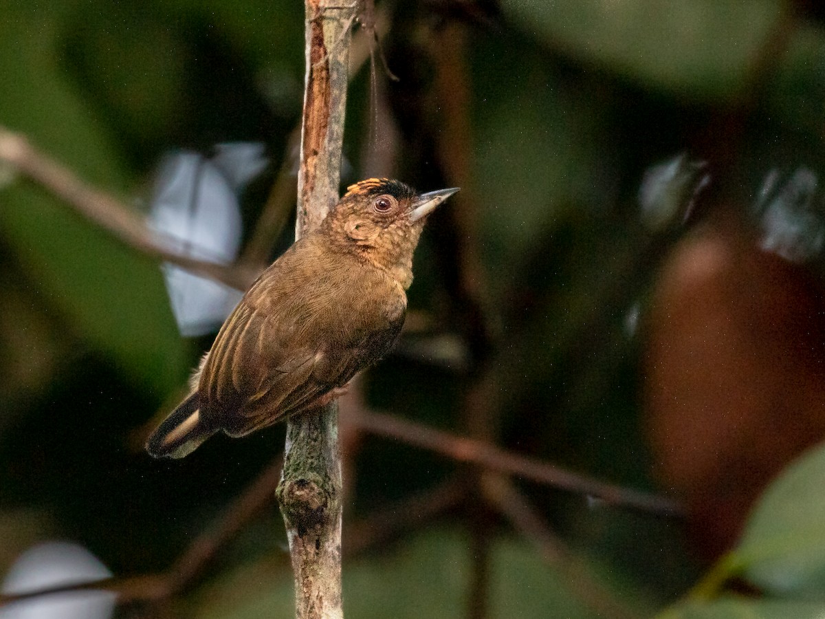 Rusty-necked Piculet - ML547629391
