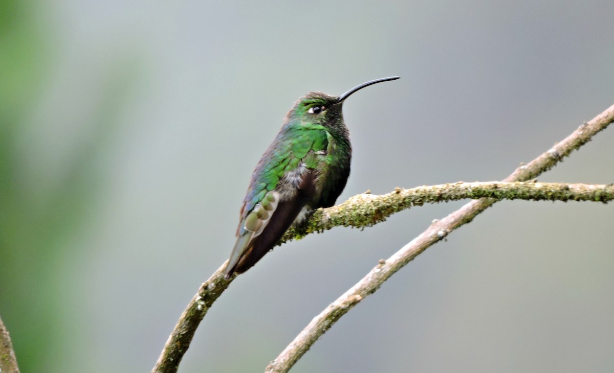 kolibřík aksamitový - ML54762961