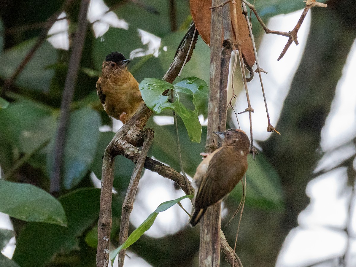 Rusty-necked Piculet - ML547629671