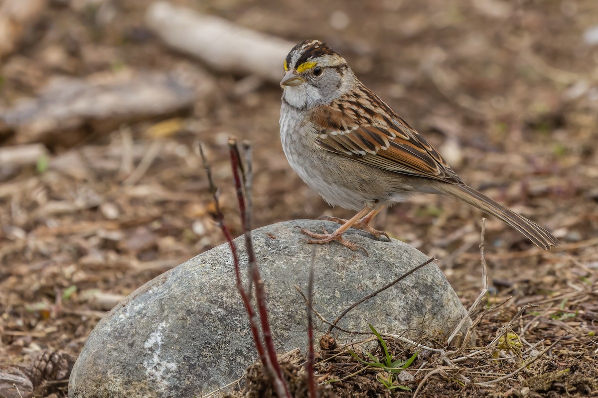 White-throated Sparrow - ML547641571