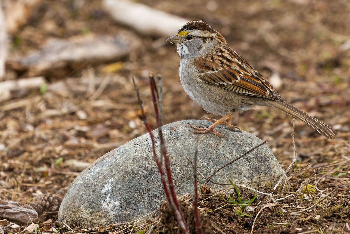 White-throated Sparrow - Joachim Bertrands