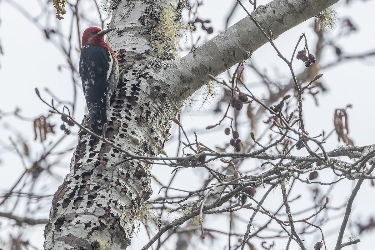 Red-breasted Sapsucker - ML547641721