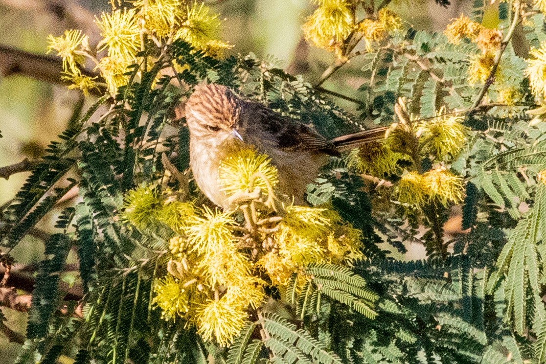 Striolated Tit-Spinetail - ML547642171
