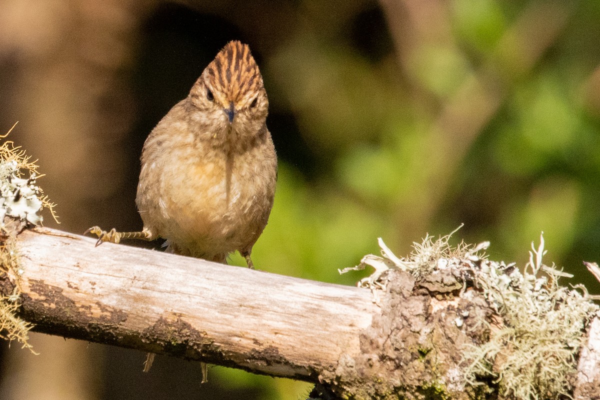 Striolated Tit-Spinetail - ML547642261