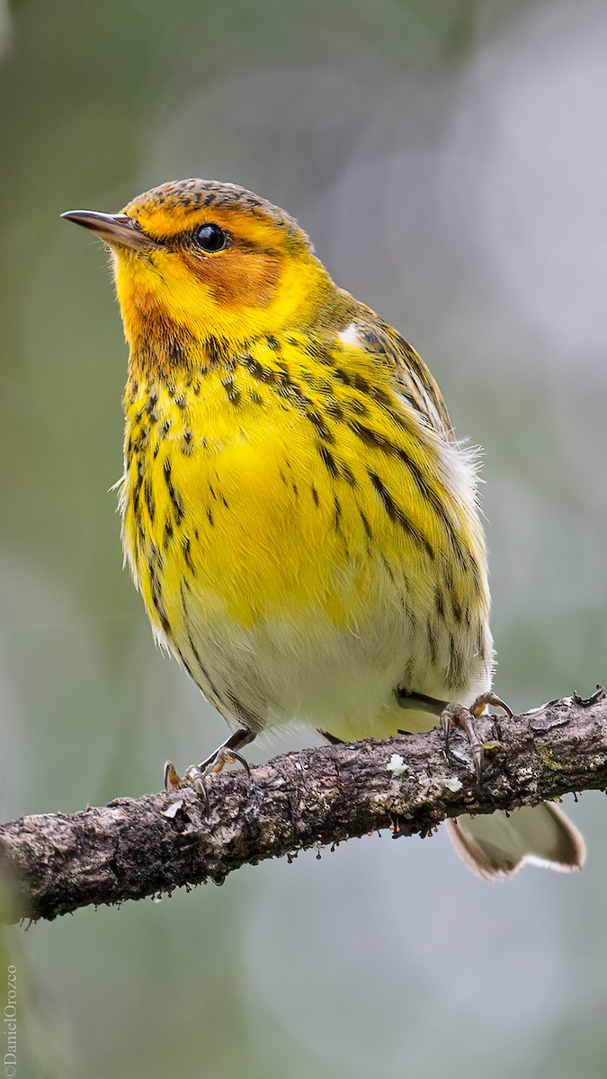 Cape May Warbler - ML547642411