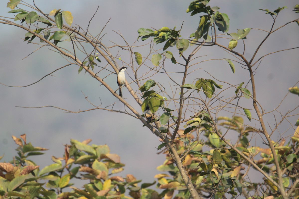 Long-tailed Shrike - Karthick VS